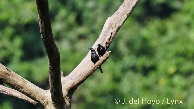 Estornino Moluqueño - ML201525101