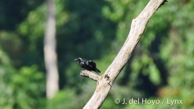 Moluccan Starling - ML201525121