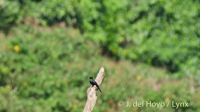 Moluccan Starling - ML201525131