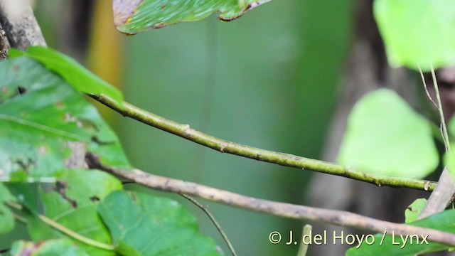 mørkhodebrillefugl (atriceps) - ML201525251