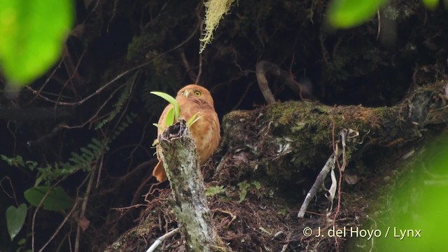 Ekvador Serçe Baykuşu - ML201525291