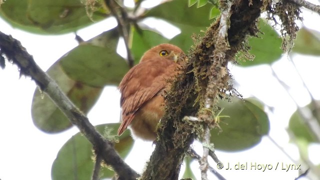 Cloud-forest Pygmy-Owl - ML201525301