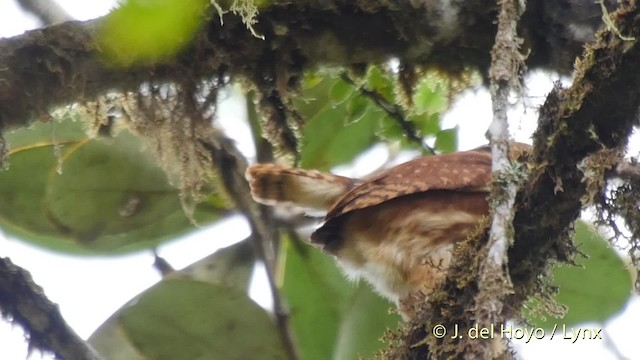 Ekvador Serçe Baykuşu - ML201525321