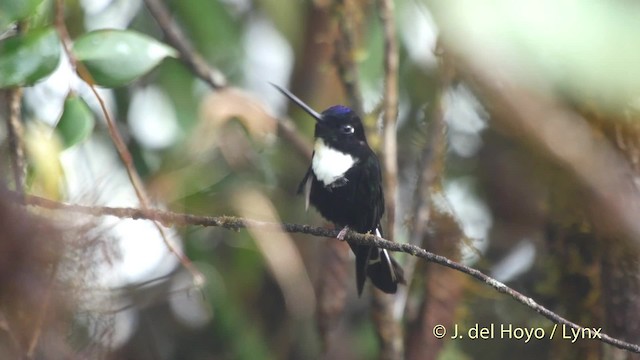 Collared Inca (Collared) - ML201525361