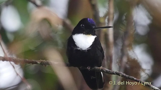 Violettscheitelkolibri [torquata-Gruppe] - ML201525371