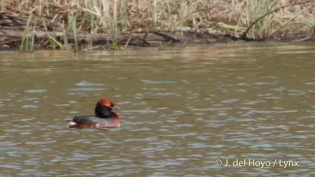 Horned Grebe - ML201525381