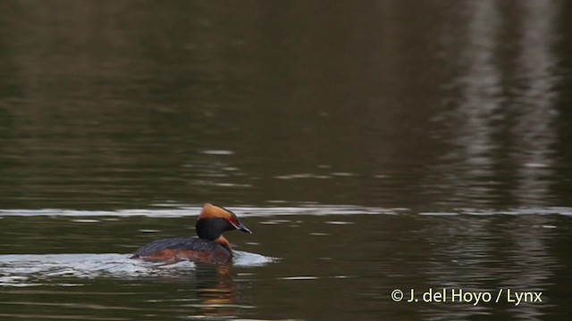 Horned Grebe - ML201525391