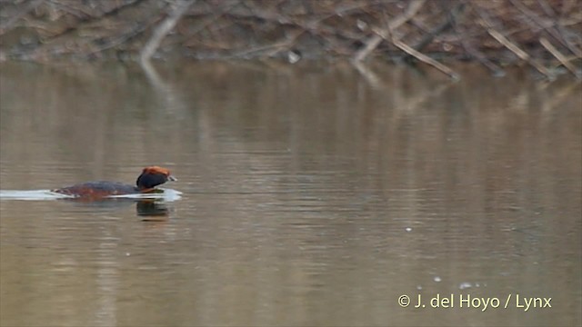 Horned Grebe - ML201525411