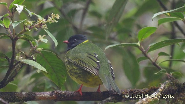 Cotinga vert et noir (groupe riefferii) - ML201525641