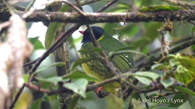 Cotinga vert et noir (groupe riefferii) - ML201525651