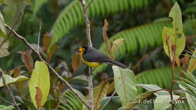 Schwarzohr-Waldsänger (chrysops) - ML201525741