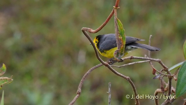 Schwarzohr-Waldsänger (chrysops) - ML201525751