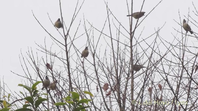 Whiskered Yuhina - ML201525821