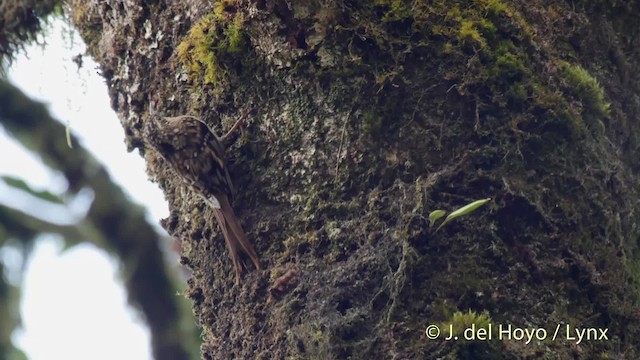 Sikkim Treecreeper - ML201525831