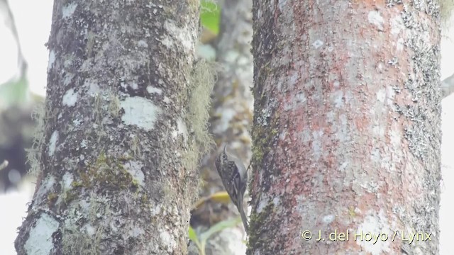 Sikkim Treecreeper - ML201525841