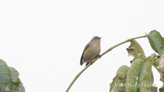 Fire-breasted Flowerpecker - ML201525861