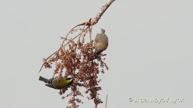 Green-backed Tit - ML201525871