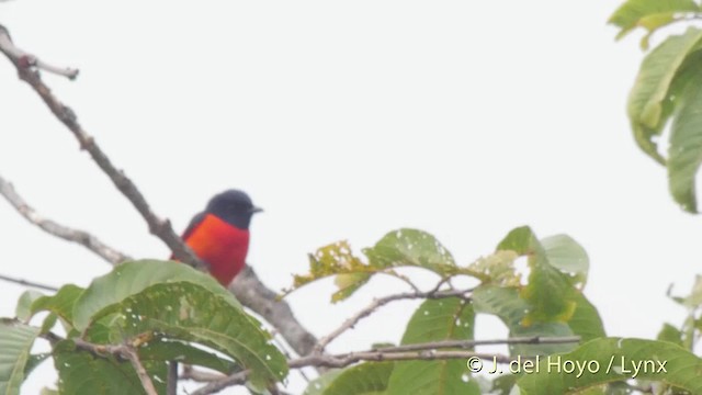 赤紅山椒鳥(speciosus群) - ML201525881