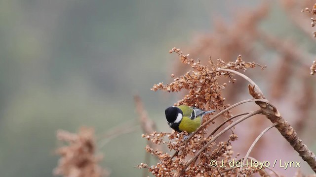 青背山雀 - ML201525891