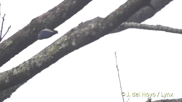 Velvet-fronted Nuthatch - ML201525901