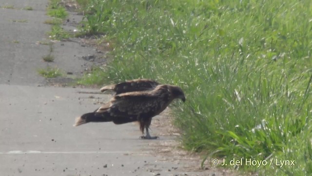 黑鳶(黑耳) - ML201525951