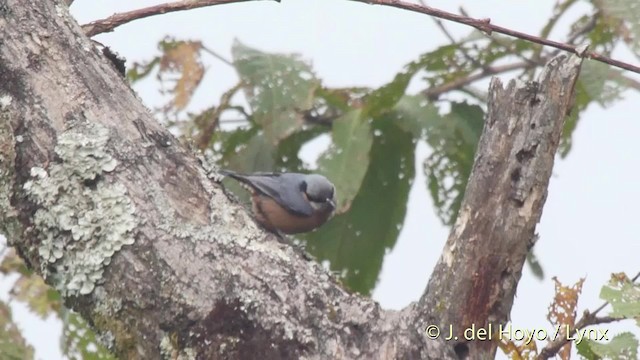 Chestnut-bellied Nuthatch - ML201525961