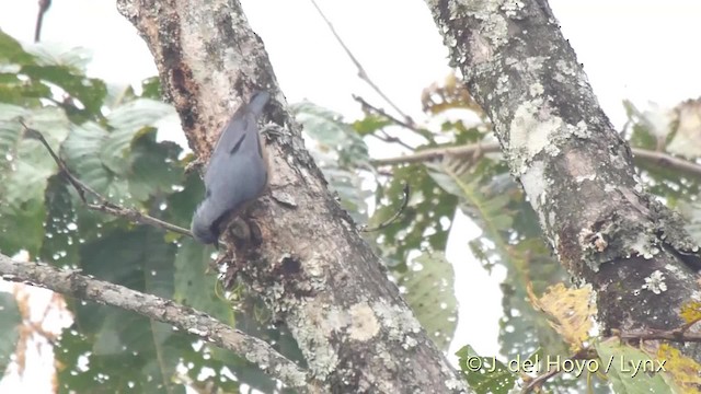 Chestnut-bellied Nuthatch - ML201525971