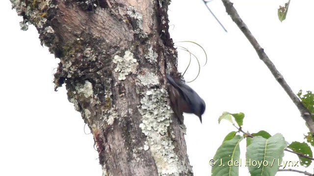 Chestnut-bellied Nuthatch - ML201525981