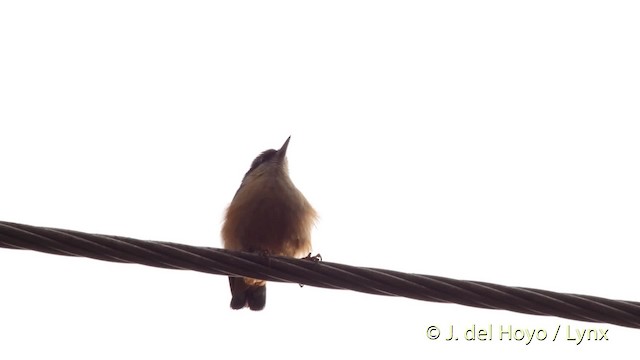 White-tailed Nuthatch - ML201525991