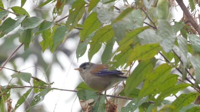 Actinodure à ailes bleues - ML201526001