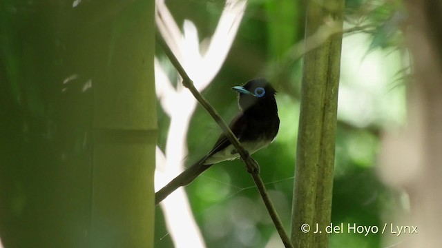 Black Paradise-Flycatcher - ML201526011