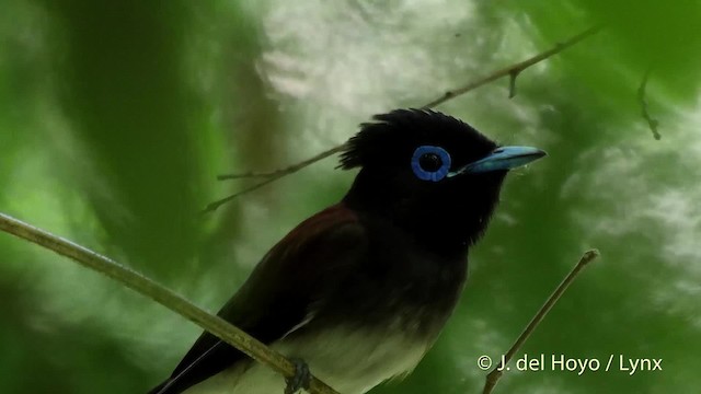 Black Paradise-Flycatcher - ML201526021