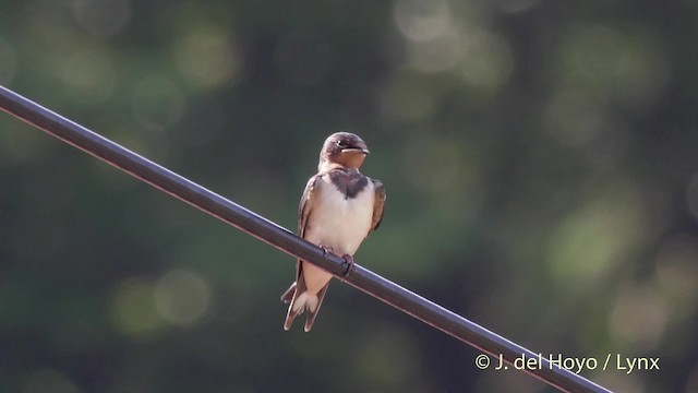 Barn Swallow (Buff-bellied) - ML201526041