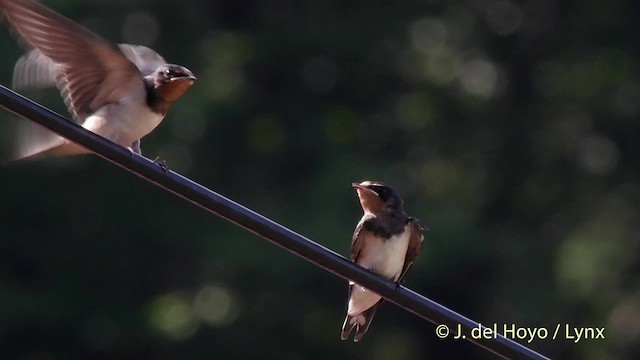 Barn Swallow (Buff-bellied) - ML201526051