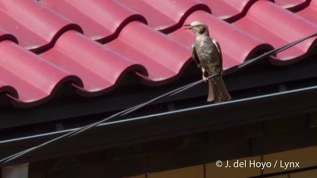 Bulbul Orejipardo - ML201526061