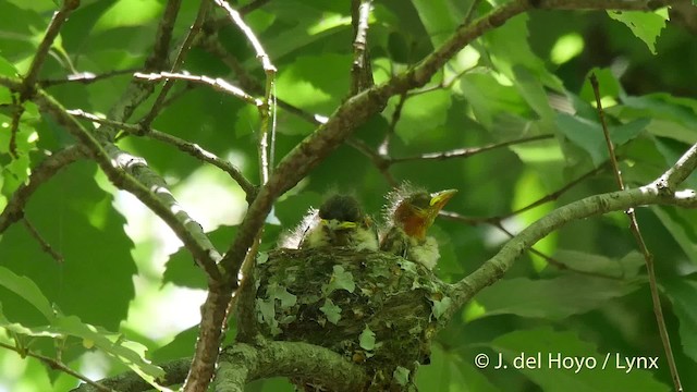 サンコウチョウ - ML201526121