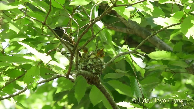 Black Paradise-Flycatcher - ML201526141