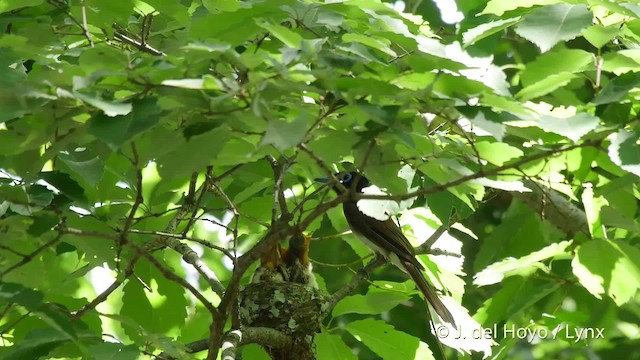 Black Paradise-Flycatcher - ML201526171