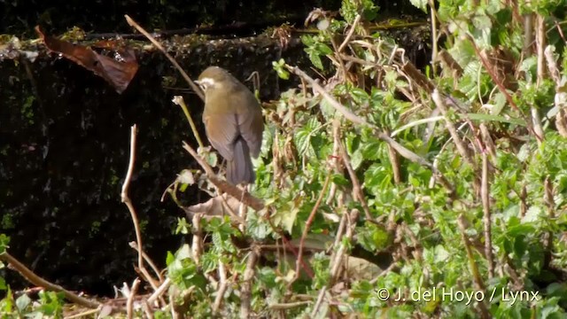 Robin à sourcils blancs - ML201526181