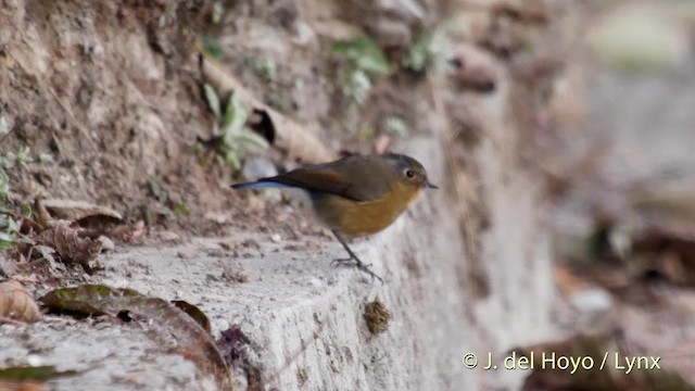 チャムネヒタキ - ML201526191