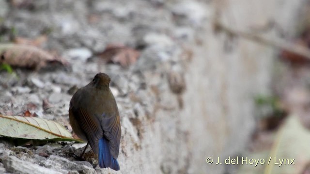 チャムネヒタキ - ML201526201