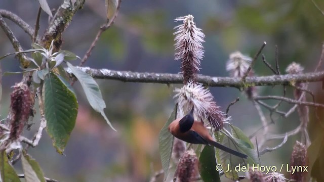 Rufous Sibia - ML201526211