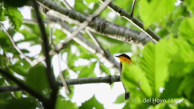 Narcissus Flycatcher - ML201526251