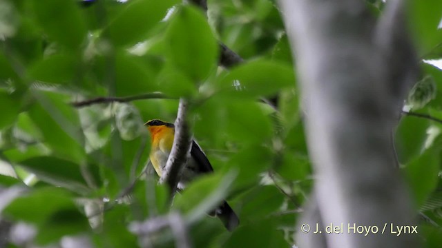 Narcissus Flycatcher - ML201526261