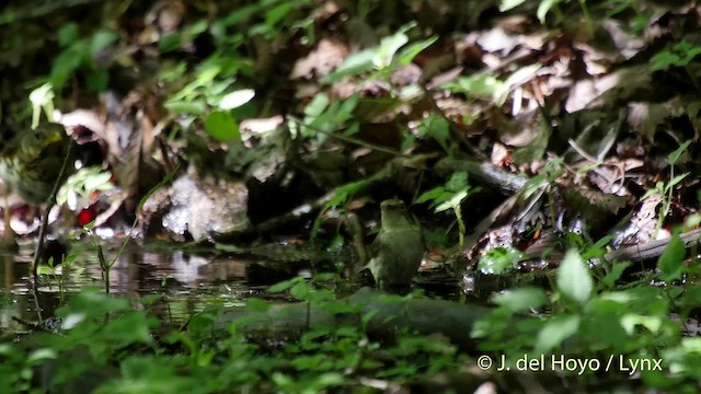 Narcissus Flycatcher - ML201526291