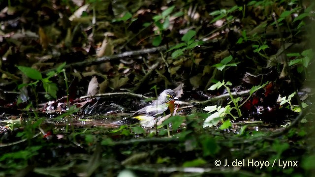 Gobemouche narcisse - ML201526301