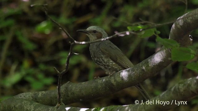 Brown-eared Bulbul - ML201526311