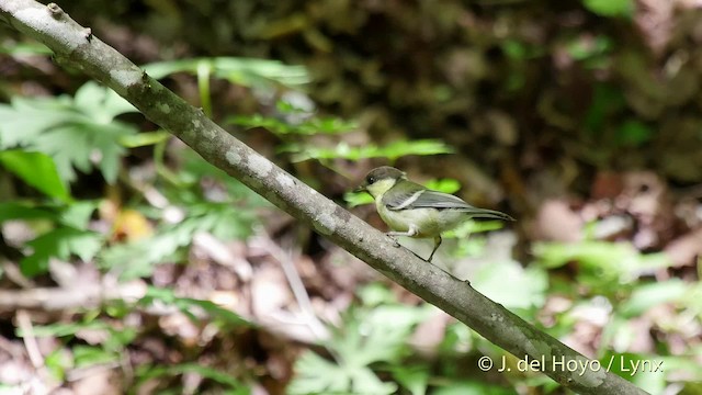 シジュウカラ（亜種 シジュウカラ） - ML201526321