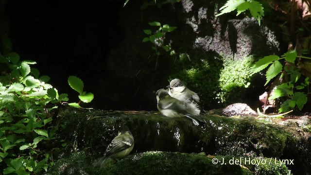 Japanese Tit (Japanese) - ML201526331