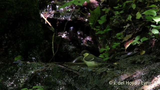 Japanese Tit (Japanese) - ML201526341